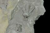 Plate of Crinoid Fossils - Middleport, New York #138500-2